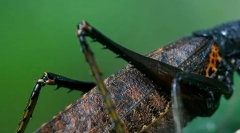 Koliko nogu u insektima?